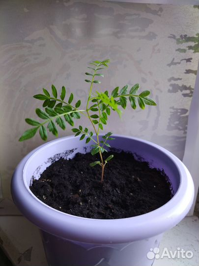 Жакарандамимозолистная