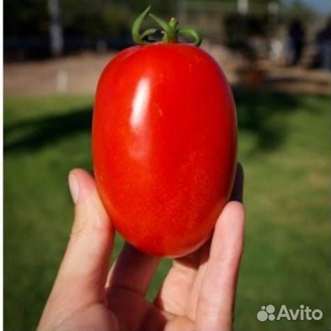 Семена томата для консервации инсипит голланлия