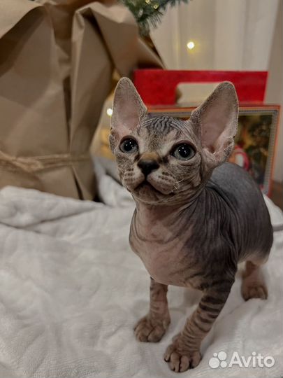 Канадский сфинкс котенок