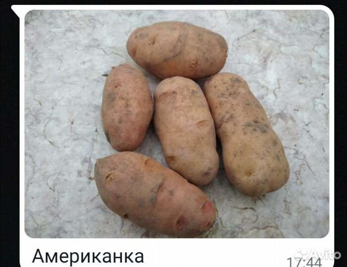 Картошка продажа