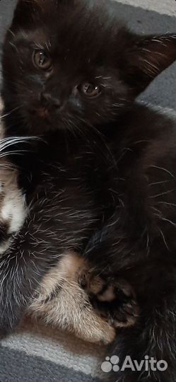 Котенок девочка