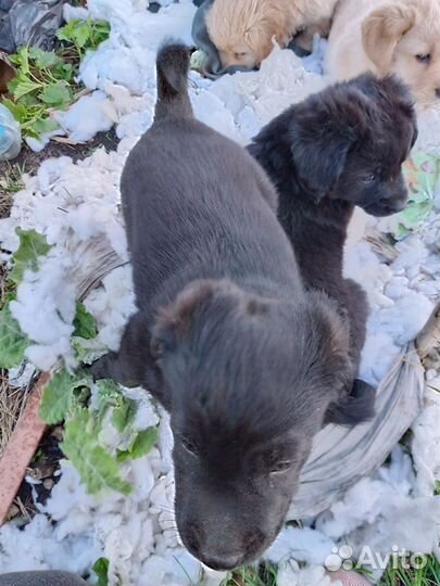 Щенки бесплатно в добрые ответственные руки