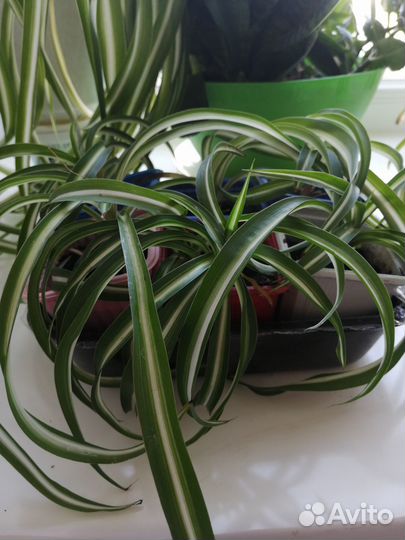 Хлорофитум кудрявый цветок