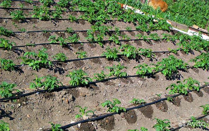 Капельный полив для дома дачи