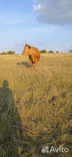 Корова, телочка