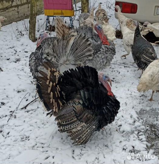 Продам пятисуточных индюшат