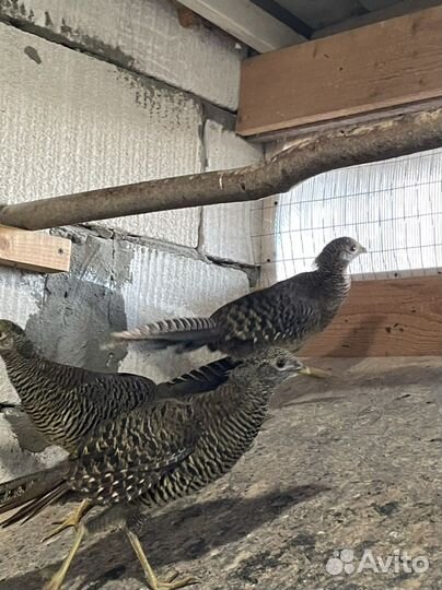 Фазан золотой семья