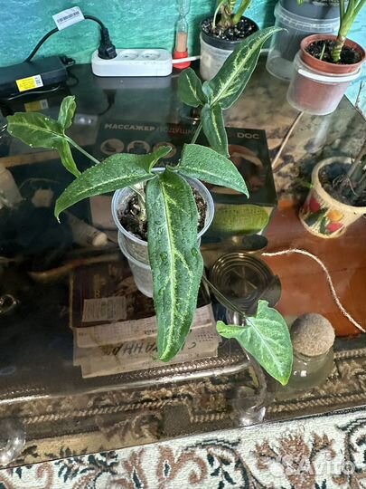 Комнатные цветы аглонемы