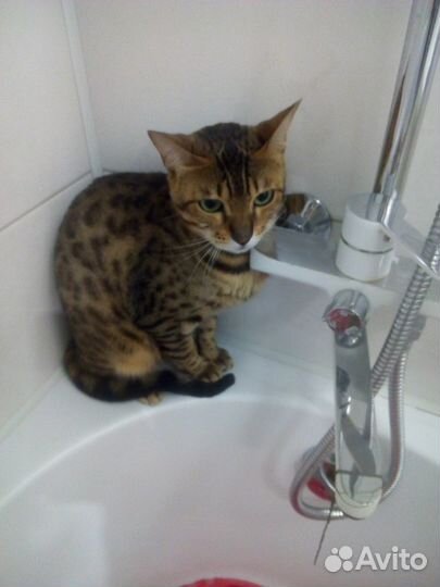 Бенгальские кошки