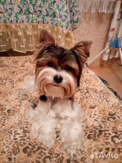 Домашняя передержка животных В Южном Бутово