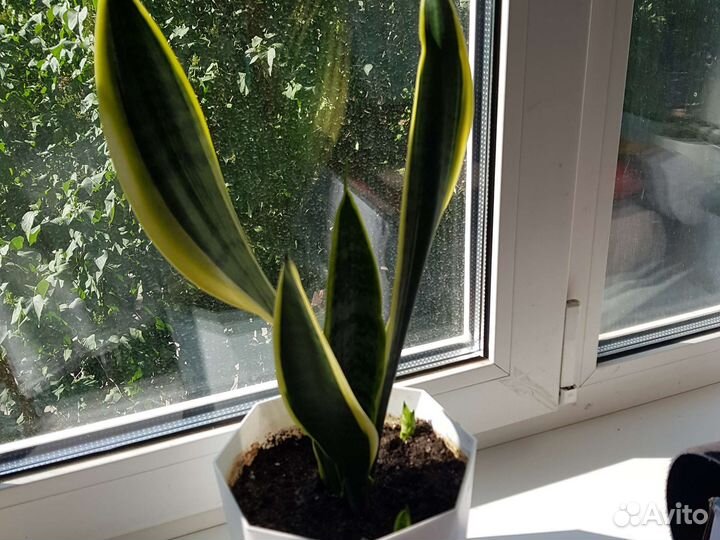 Сансевиерия лауренти с детками