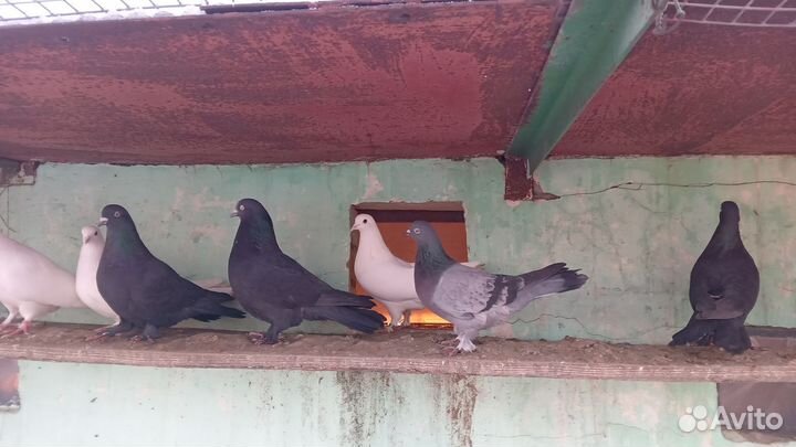 Голуби широкохвостые