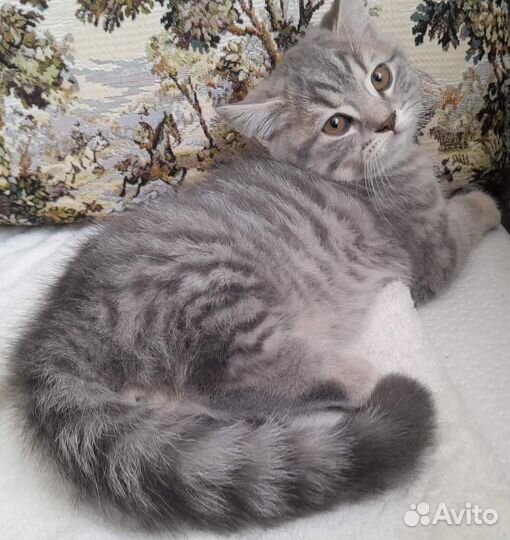 Шотландский котенок