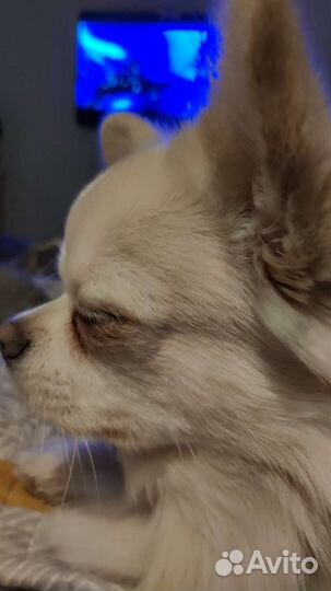 Вязка кобель чихуахуа