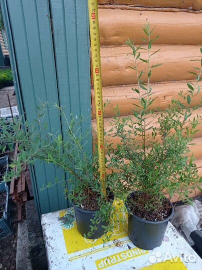 Спирея серая Грефшейм