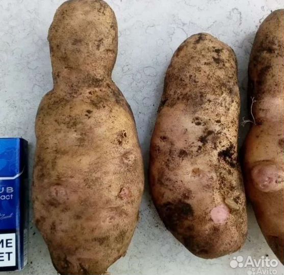 Картофель Американка на семена (цена за кг)