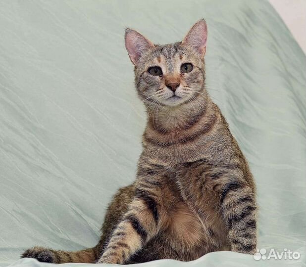 Европейская