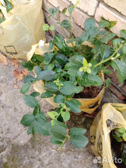 Саженцы голубики