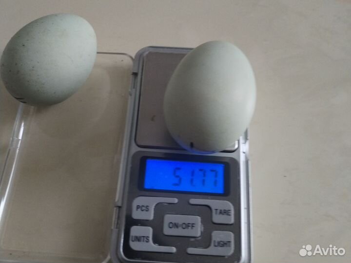 Куры несушки домашние