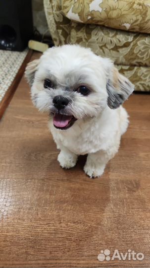 Ши-тцу вязка