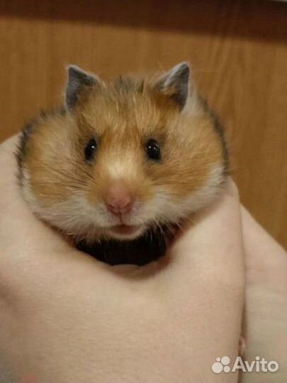 Сирийский хомяк
