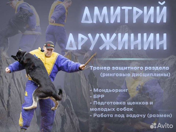 Дрессировка собак защитный раздел