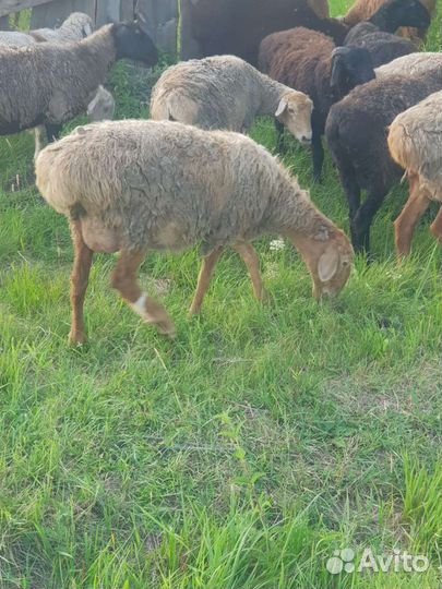 Овцы бараны ягнята