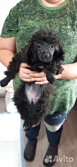 Малыйпудельдевочка