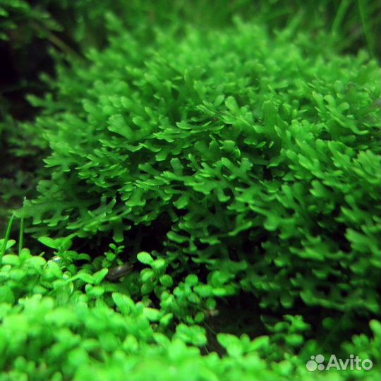 Аквариумные мхи