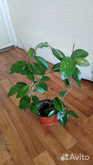 Комнатные растения