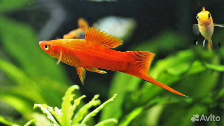 Продаются меченосцы красныеи тегровые молинезии по