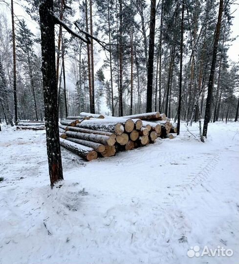 Лес круглый хвоя