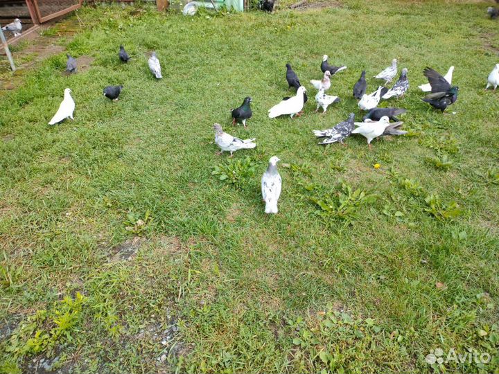 Бакинские голуби