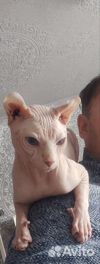 Сфинкс эльф вязка