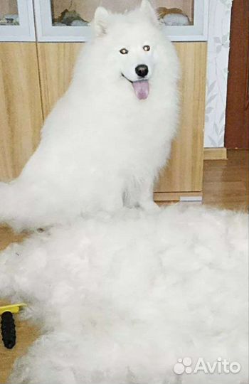 Собачья шерсть