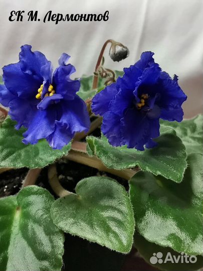 Детки сортовых фиалок