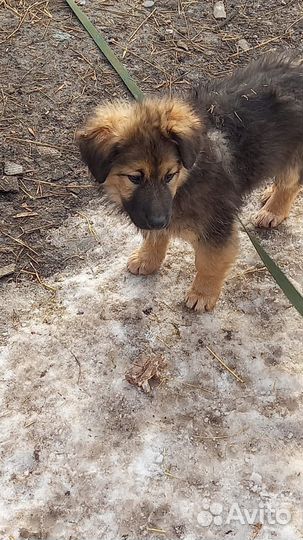 Щенок ищет дом