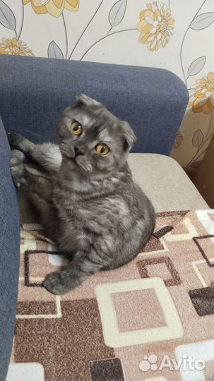 Кошечка на вязку