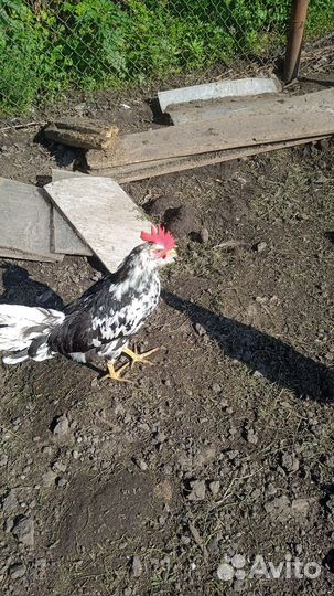 Куры петухи