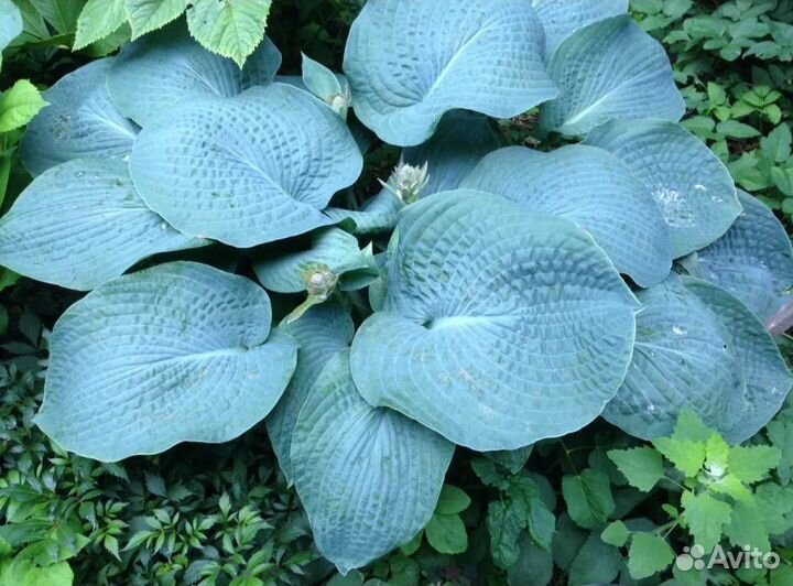 Хоста растение