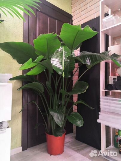 Стрелиция Николая 5 в 1 27/160