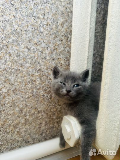 Продам британских котят