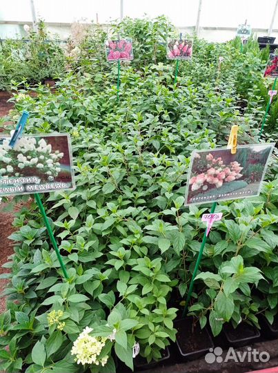 Гортензия саженцы