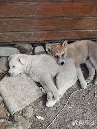 Собаки хаски