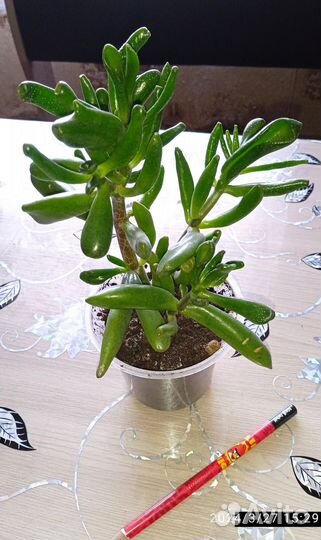 Цветы комнатные