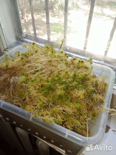 Мат сфагум 5 литров