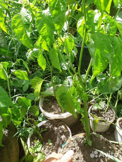 Рассада сверх острых перцев