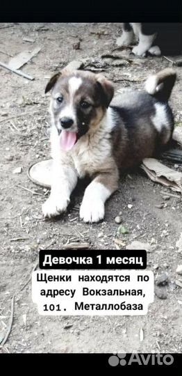 Щенки дворняжки