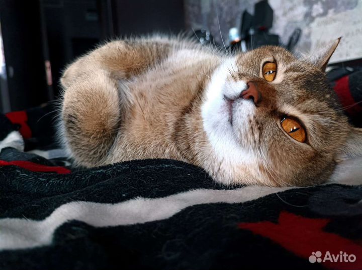 Британская кошка