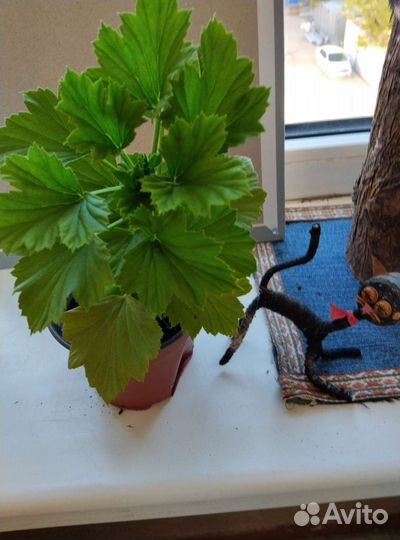 Фиалка,королевская герань. 150р